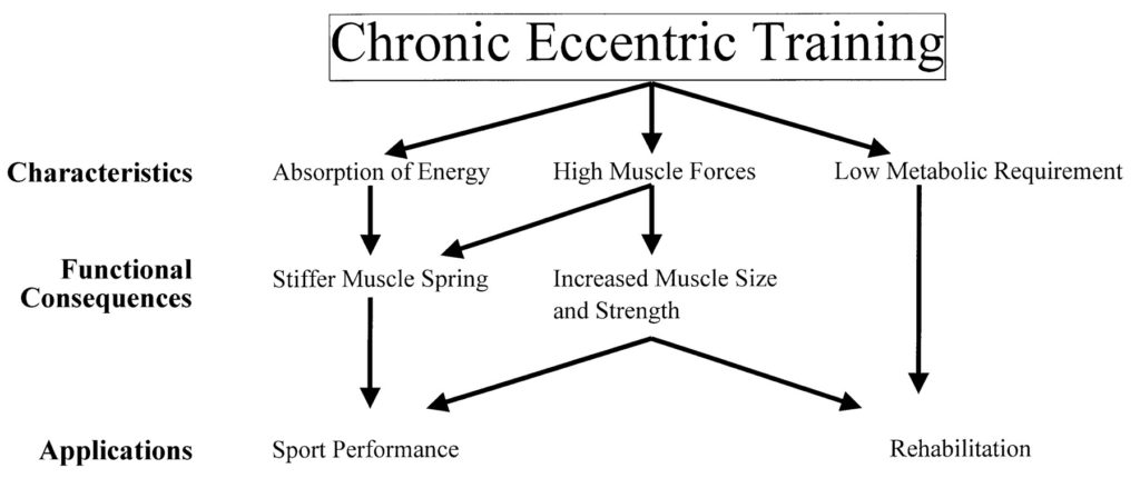 Eccentric muscle contractions, downhill running, and DOMS